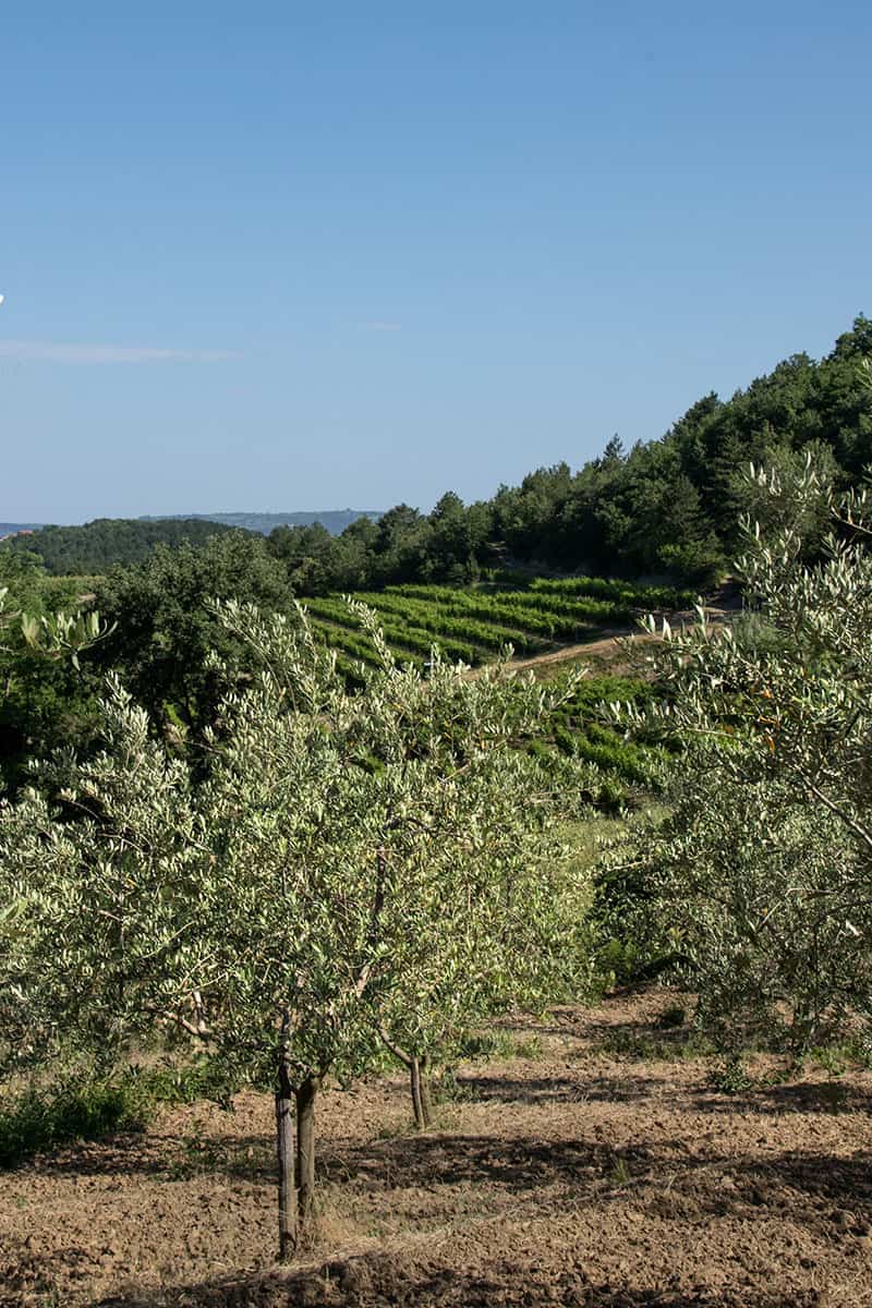 Istria Olive Oil – Experience Olive Oil Tasting in Istria, Croatia ...